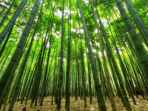 Foreste di bambù