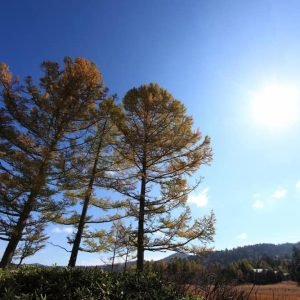 alberi