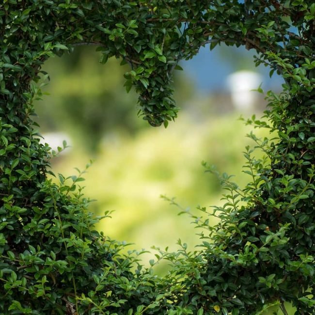 cuore-green