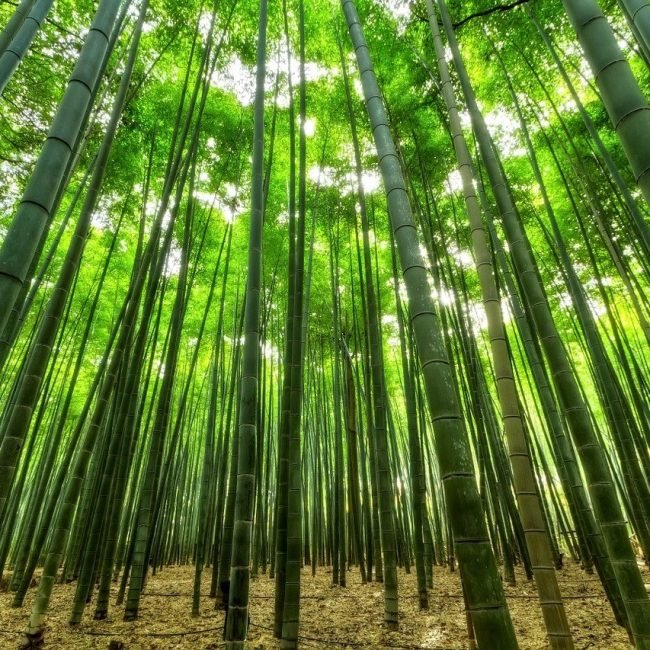 Foreste di bambù