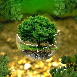 TreeTicket