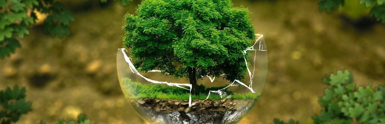 TreeTicket