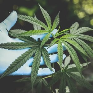 Cannabis