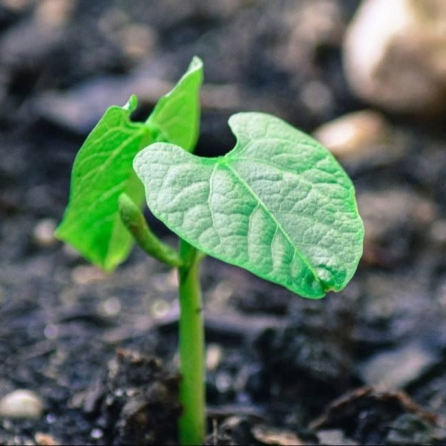 plant-bean-vegetale